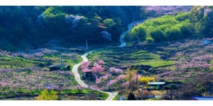 베스트갤러리 - 도화동산 으로 가는 길