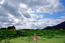 베스트갤러리 - 연밭