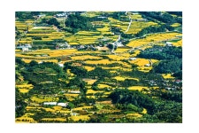 베스트갤러리 - 황금 들녁