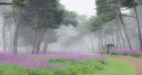 베스트갤러리 - 맥문동과 송림