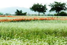 베스트갤러리 - 메밀꽃이 피는 아침