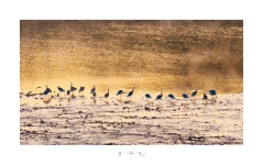 베스트갤러리 - 황금빛으로..