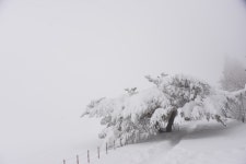 베스트갤러리 - 양떼 목장 소나무