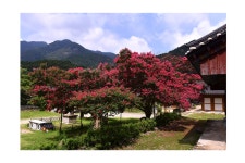 베스트갤러리 - 여름날의 배롱나무꽃..