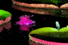 베스트갤러리 - 궁남지