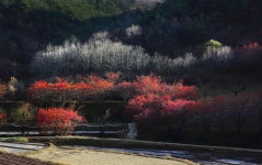 베스트갤러리 - 화전리 산수유