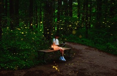 베스트갤러리 - 반딧불이 소녀