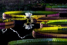 베스트갤러리 - 궁남지~빅토리아연꽃3