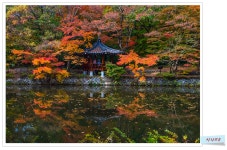 베스트갤러리 - 도솔천의 가을정자