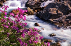 베스트갤러리 - 달궁의 수달래