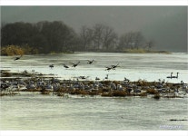 베스트갤러리 - 경안천 에서