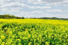 베스트갤러리 - 학뤈농장...