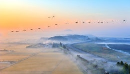 베스트갤러리 - 돌아온 쇠기러기