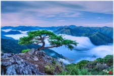 베스트갤러리 - 명품 소나무