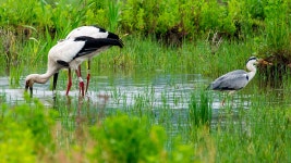 베스트갤러리 - 황새 공원