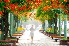 베스트갤러리 - 안개 짙은 능소화 길