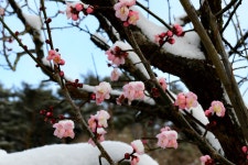 베스트갤러리 - 설중매...