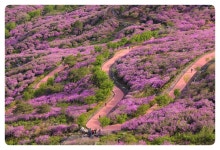 베스트갤러리 - 꽃길을 걷는 사람들