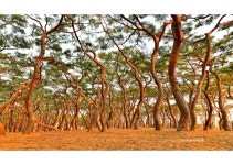 베스트갤러리 - 흥덕왕릉