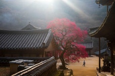 베스트갤러리 - 화엄사