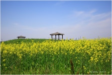 베스트갤러리 - 하늘정원 유채꽃