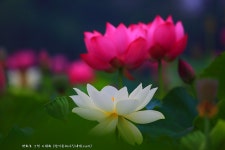 베스트갤러리 - 연화로 그린 수채화
