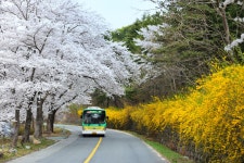 베스트갤러리 - 꽃바람길