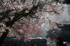 베스트갤러리 - 통도사 매화