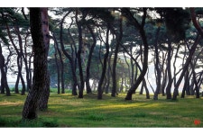 베스트갤러리 - 솔숲