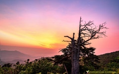 베스트갤러리 - 함백산 여명