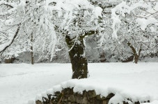 베스트갤러리 - 눈꽃이 활짝...................