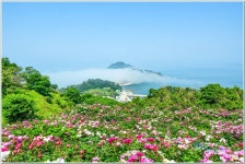 베스트갤러리 - 작약꽃 피는섬
