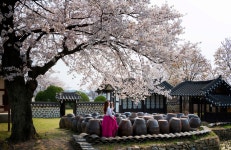 베스트갤러리 - 예산 대흥아씨의 봄맞이~~~
