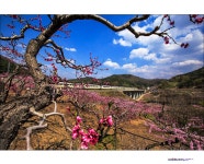 베스트갤러리 - 꽃 피는 산골