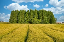 베스트갤러리 - 보리밭사이길....