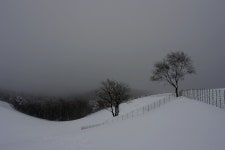 베스트갤러리 - 설경속으로