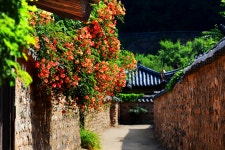 베스트갤러리 - 구중 궁궐의 꽃 능수화