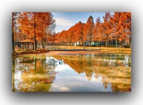 베스트갤러리 - 담양메타세쿼이아