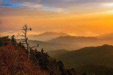 베스트갤러리 - 지리산. . . 고목과 새