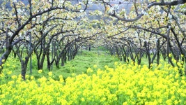 베스트갤러리 - 배꽃향기