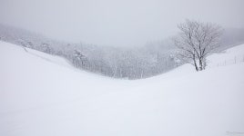 베스트갤러리 - 대관령 목장