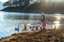 베스트갤러리 - 대청호 거위풍경