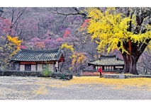 베스트갤러리 - 가을이 춤추는 운곡서원