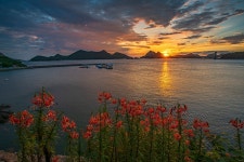 베스트갤러리 - 나리꽃