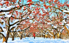 베스트갤러리 - 감 나무 농장