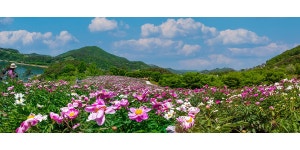 베스트갤러리 - 운암작약밭