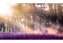 베스트갤러리 - 황성공원의 아침