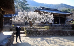 베스트갤러리 - 금시당 금시매(今是梅)