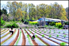 베스트갤러리 - 전원일기