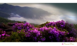 베스트갤러리 - 산에는 꽃이 피네 -----